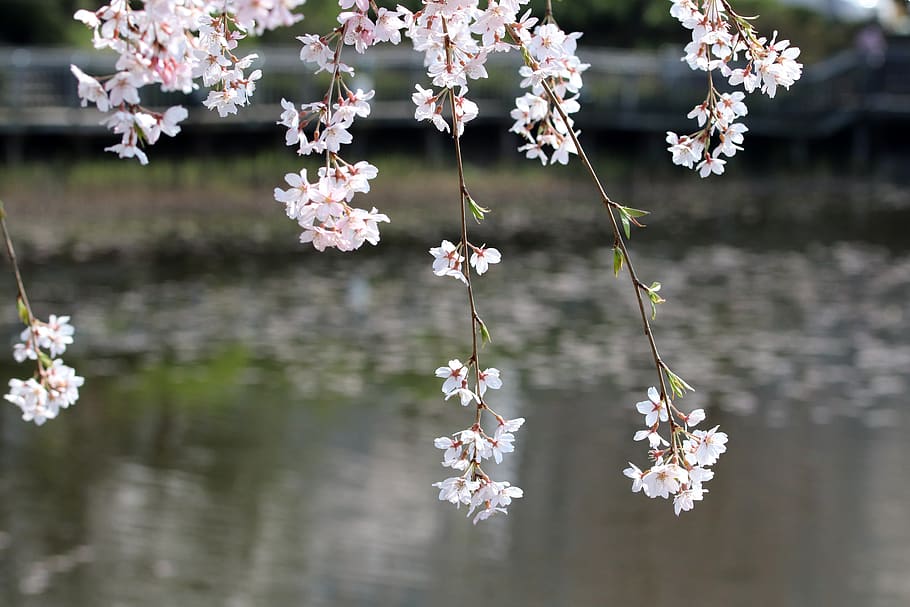 cherry blossom, cherry tree, spring, flowers, wood, flowering HD wallpaper