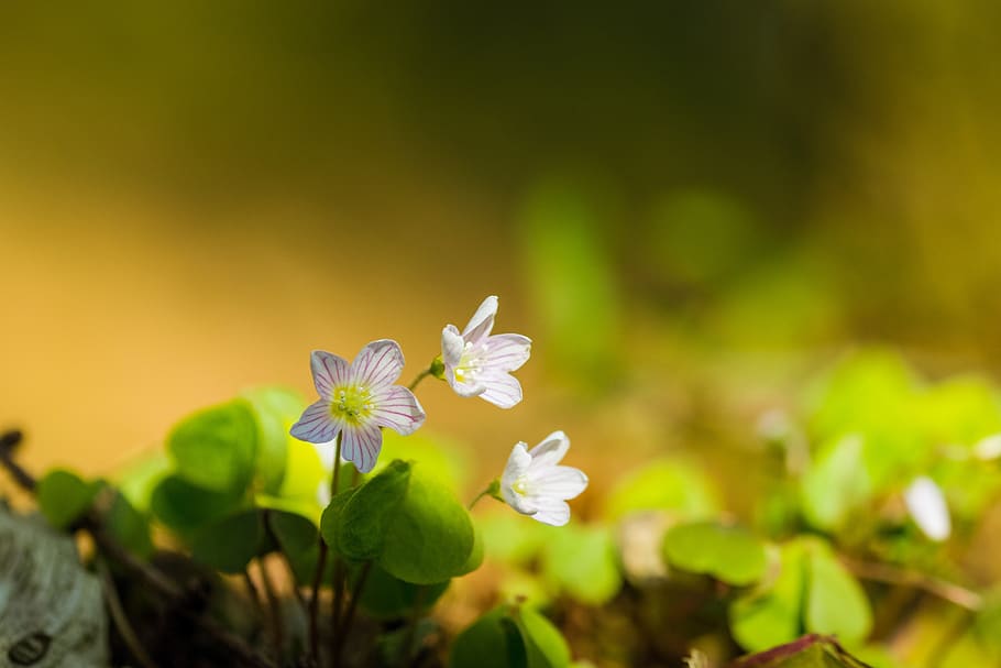 flower, wild, nature, macro, flora, meadow, bloom, garden, blossom HD wallpaper