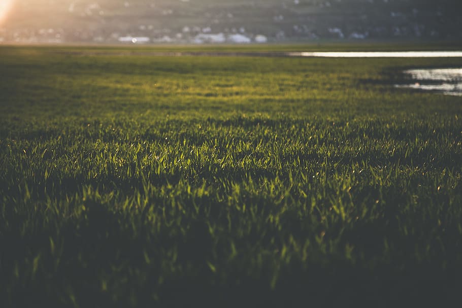 Close-up Photo of Grass, blur, environment, field, focus, grass field HD wallpaper