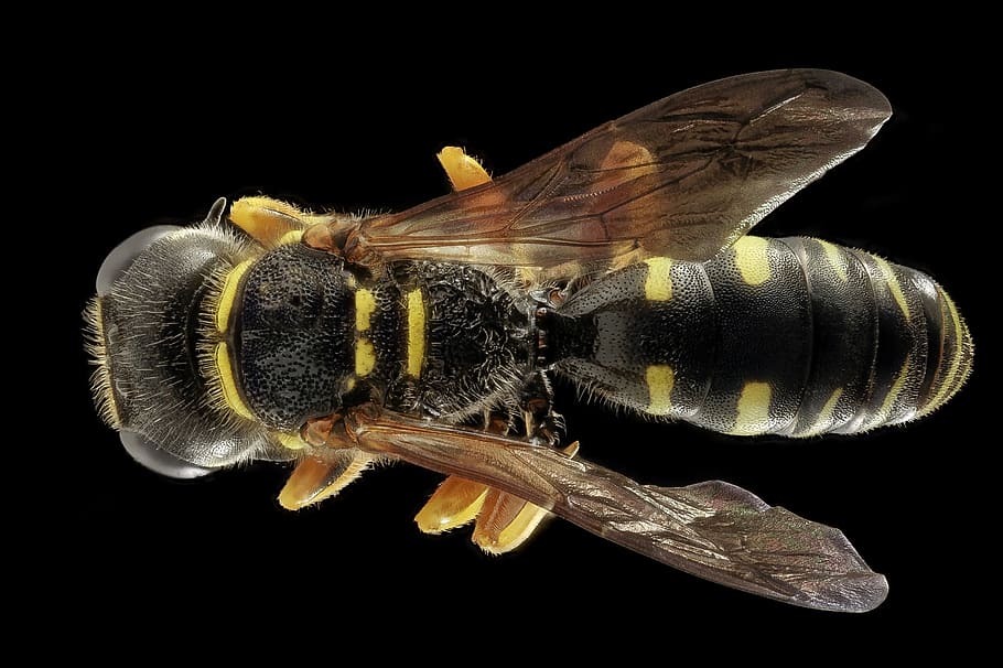 Black and Yellow Wasp, bee, close up, insect, macro, nature, stinger HD wallpaper