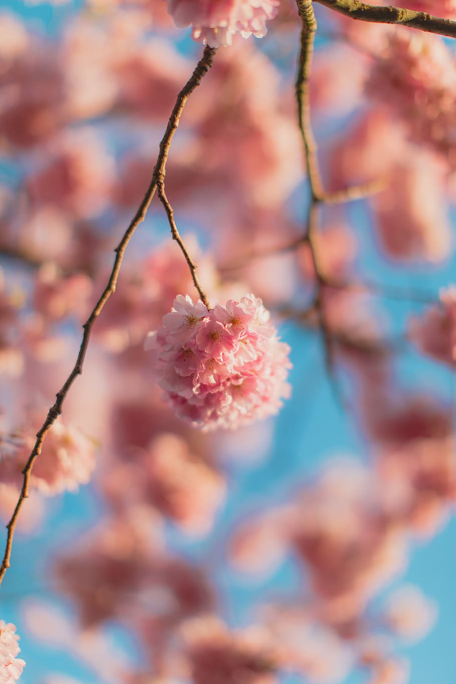 pink flower, plant, cherry blossom, sky, blue, spring, petal HD wallpaper