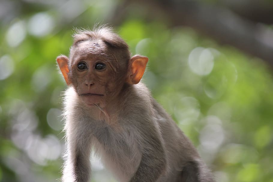 monkey, india, animal, primates, cute, face, mammal, animals in the wild HD wallpaper