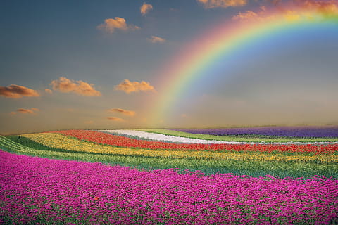 spring, landscape, flowers, rainbow, sky, clouds, colorful HD wallpaper