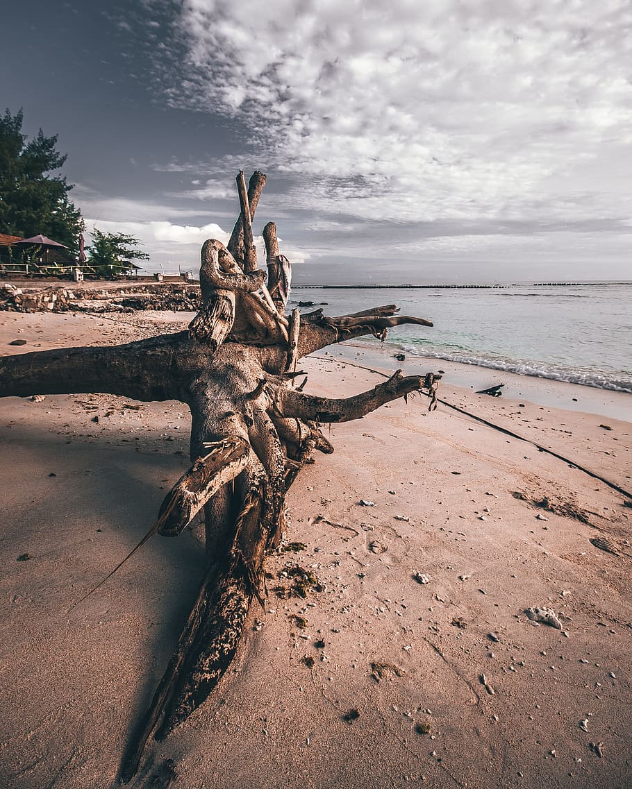 Photo of Driftwood on Shoreline, beach, clouds, outdoors, sand HD wallpaper