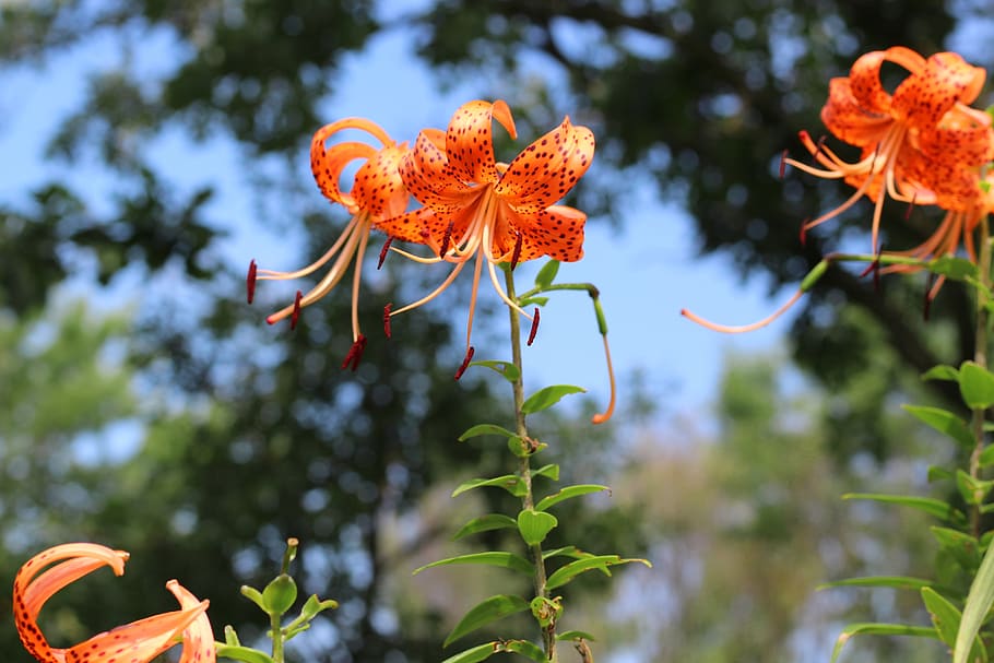 tiger, lily, orange, spotted, flower, floral, botanical, macro HD wallpaper