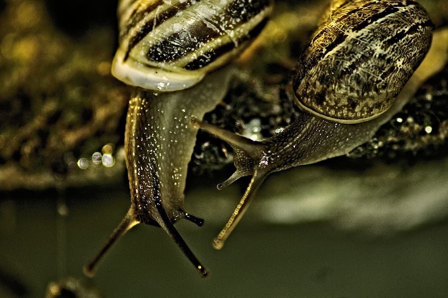 snail, nature, garden, animals, biology, animal wildlife, animal themes HD wallpaper
