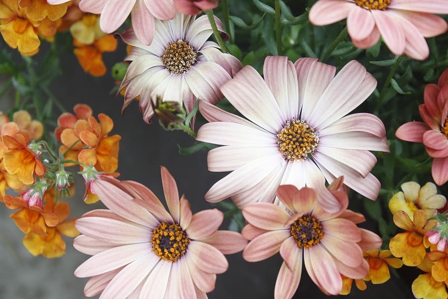 Flowers In Selective Focus Photo, bloom, blossom, flora, petals HD wallpaper