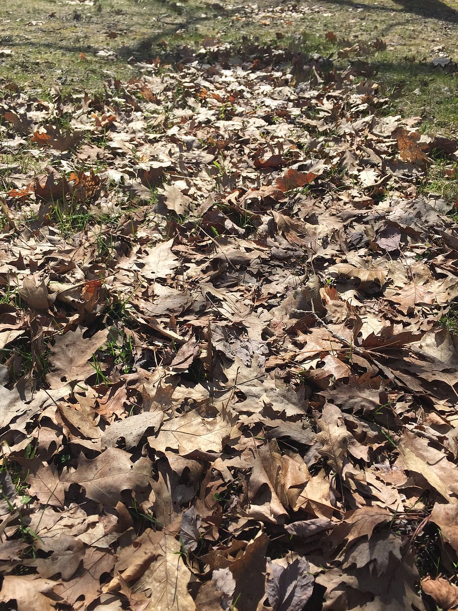 leaves, fall, brown, dry, leaf, plant part, nature, no people HD wallpaper