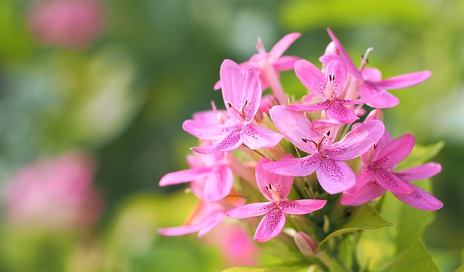 flower, nature, flora, garden, summer, blooming, floral, beautiful HD wallpaper