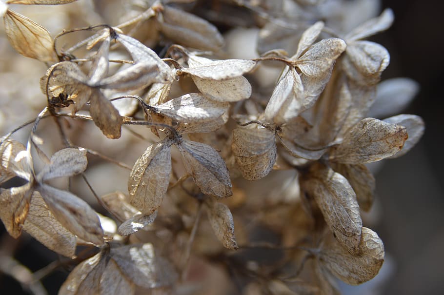 hydrangea, flower, dried flower, floral, winter, landscape HD wallpaper