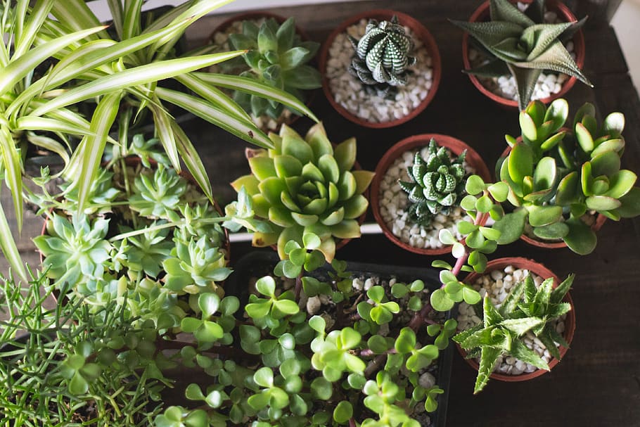 brasil, plant, plants, green, cactus, succulents, plantation HD wallpaper