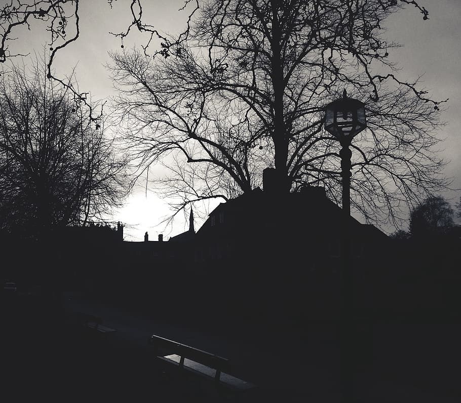 tree, branch, silhouette, snow, winter, light, black and white HD wallpaper