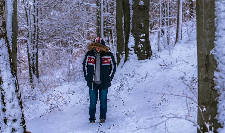 winter, forest, character, winter forest, snow, cold temperature HD wallpaper