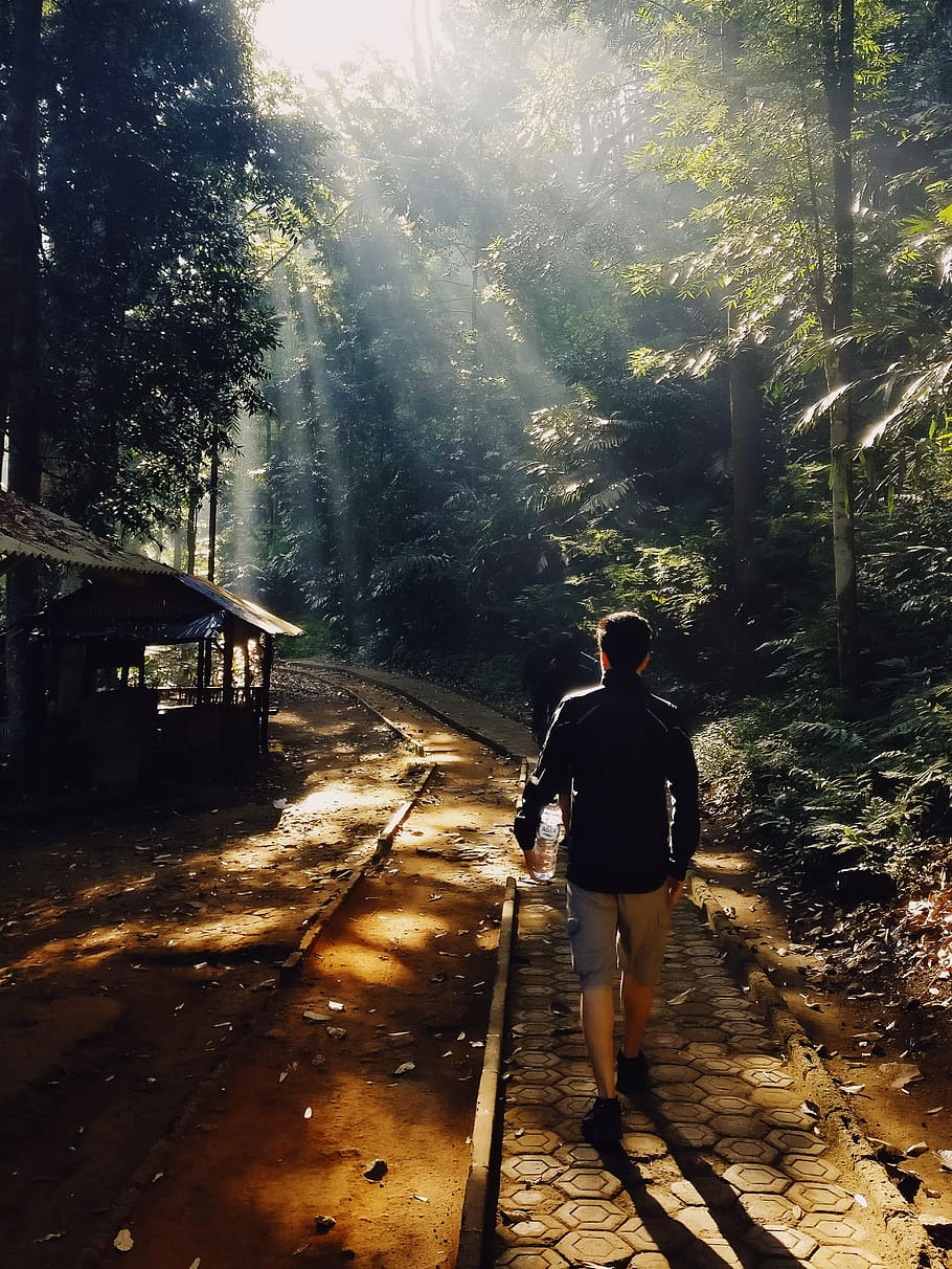 hike, trek, trail, forest, morning, rays, sunlight, tree, rear view HD wallpaper