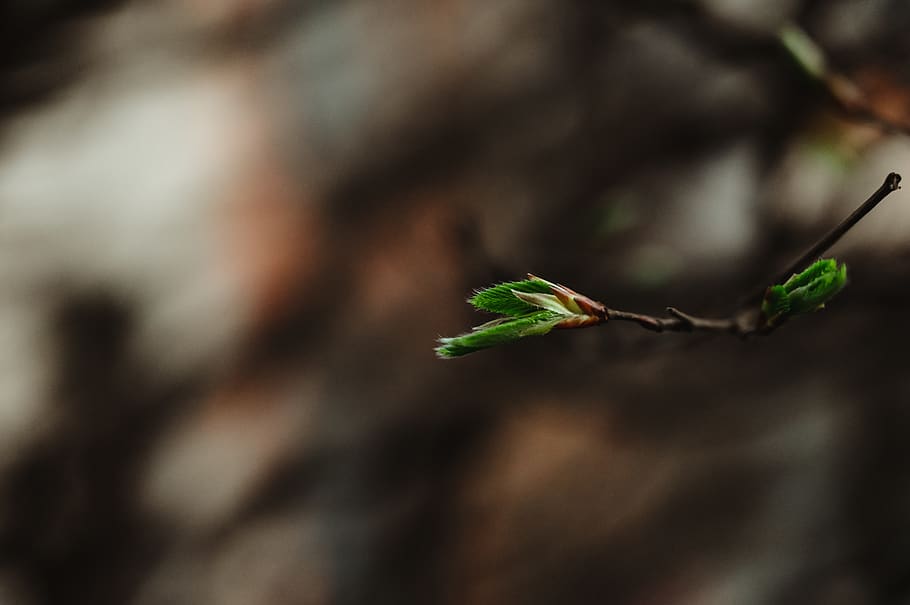 plant, growth, close-up, green color, plant part, nature, no people HD wallpaper
