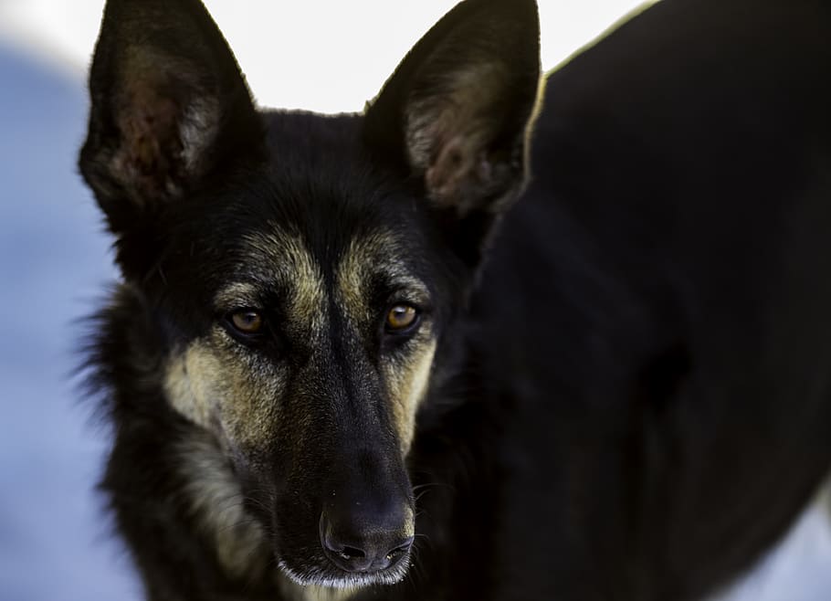 adult black and tan German shepherd on focus photography, animal