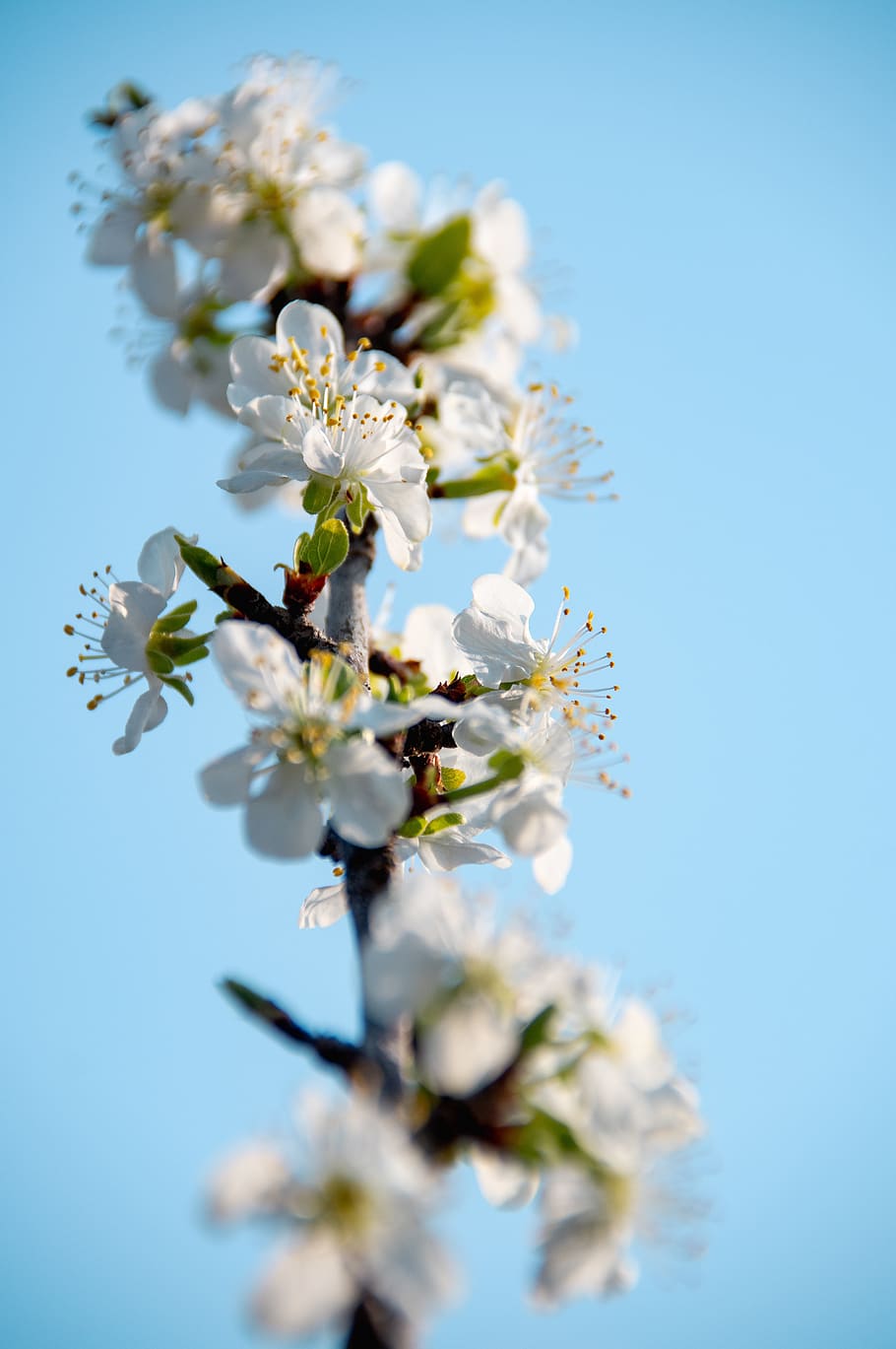 spring flowers, bloom, szílvafa flower, nature, blooms at HD wallpaper