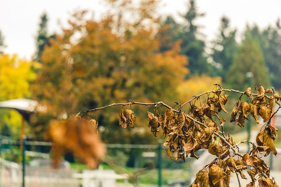 fall, autumn, leaves, leaf, dead, nature, yellow, green, leafs HD wallpaper