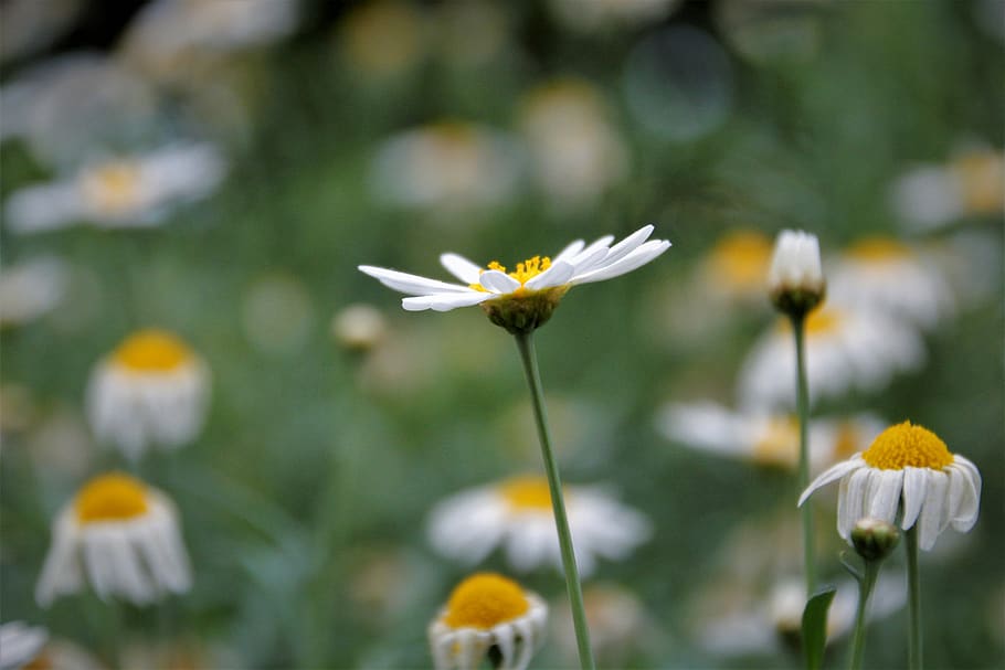 flower, alone, outstanding, flowering plant, freshness, fragility HD wallpaper
