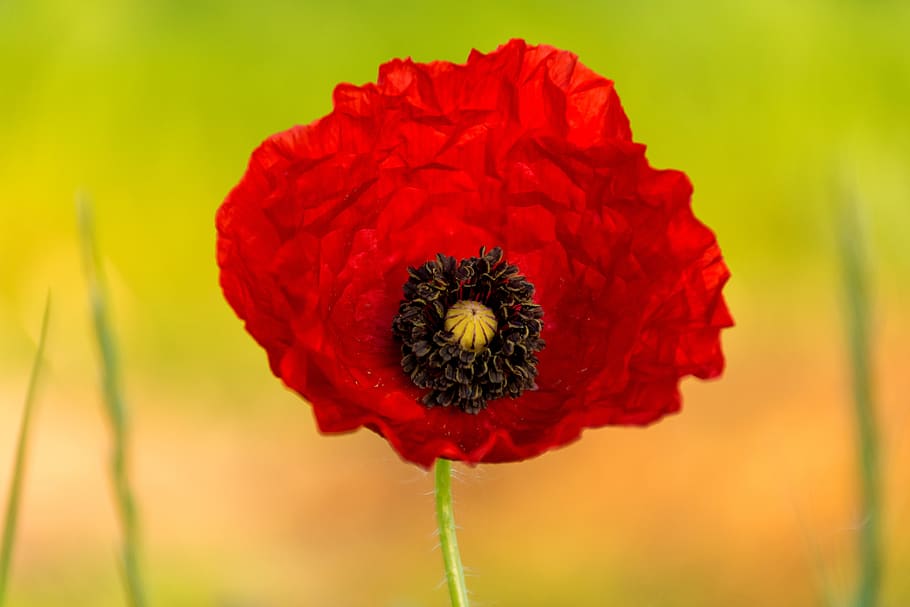 poppy, nature, flower, red, bloom, poppies, flora, wildflower HD wallpaper