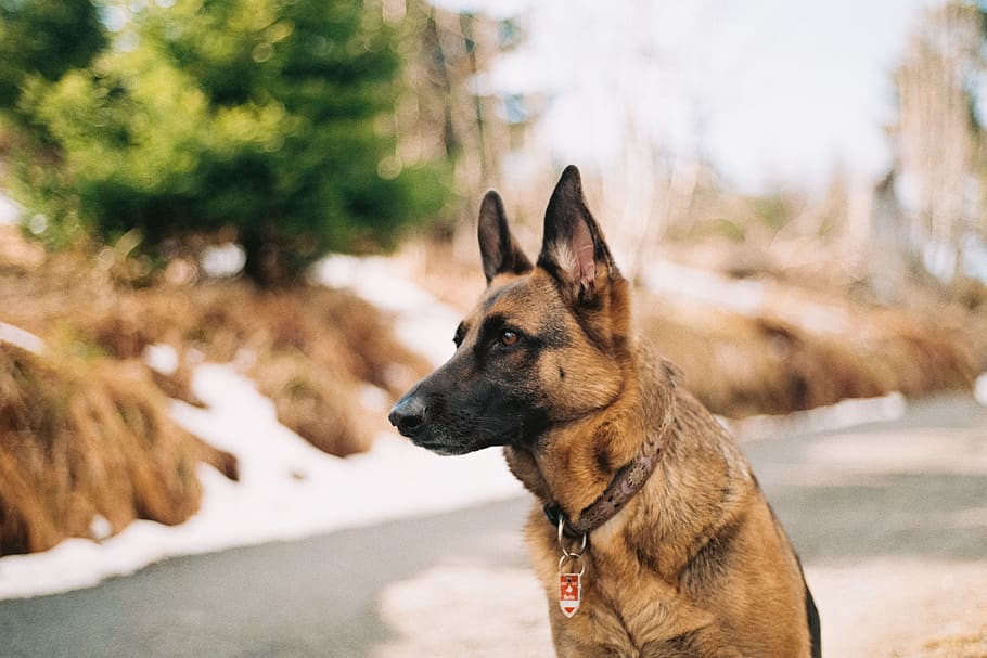 German shepherd near river and trees, dog, pet, animal, canine HD wallpaper