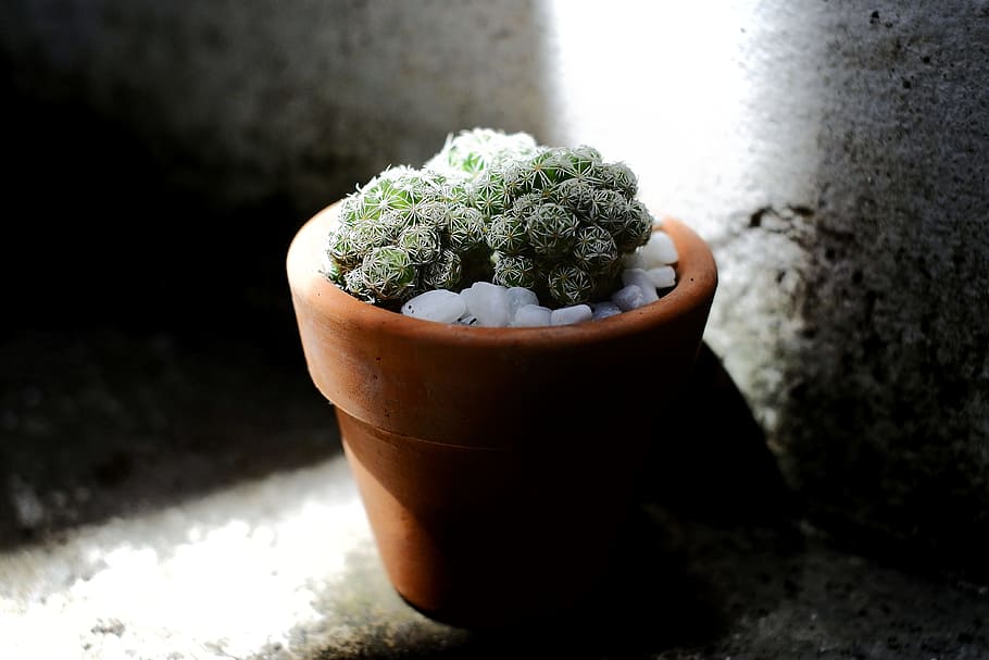 Green Cacti Planted on Brown Terracotta Pot, cactus, close-up HD wallpaper