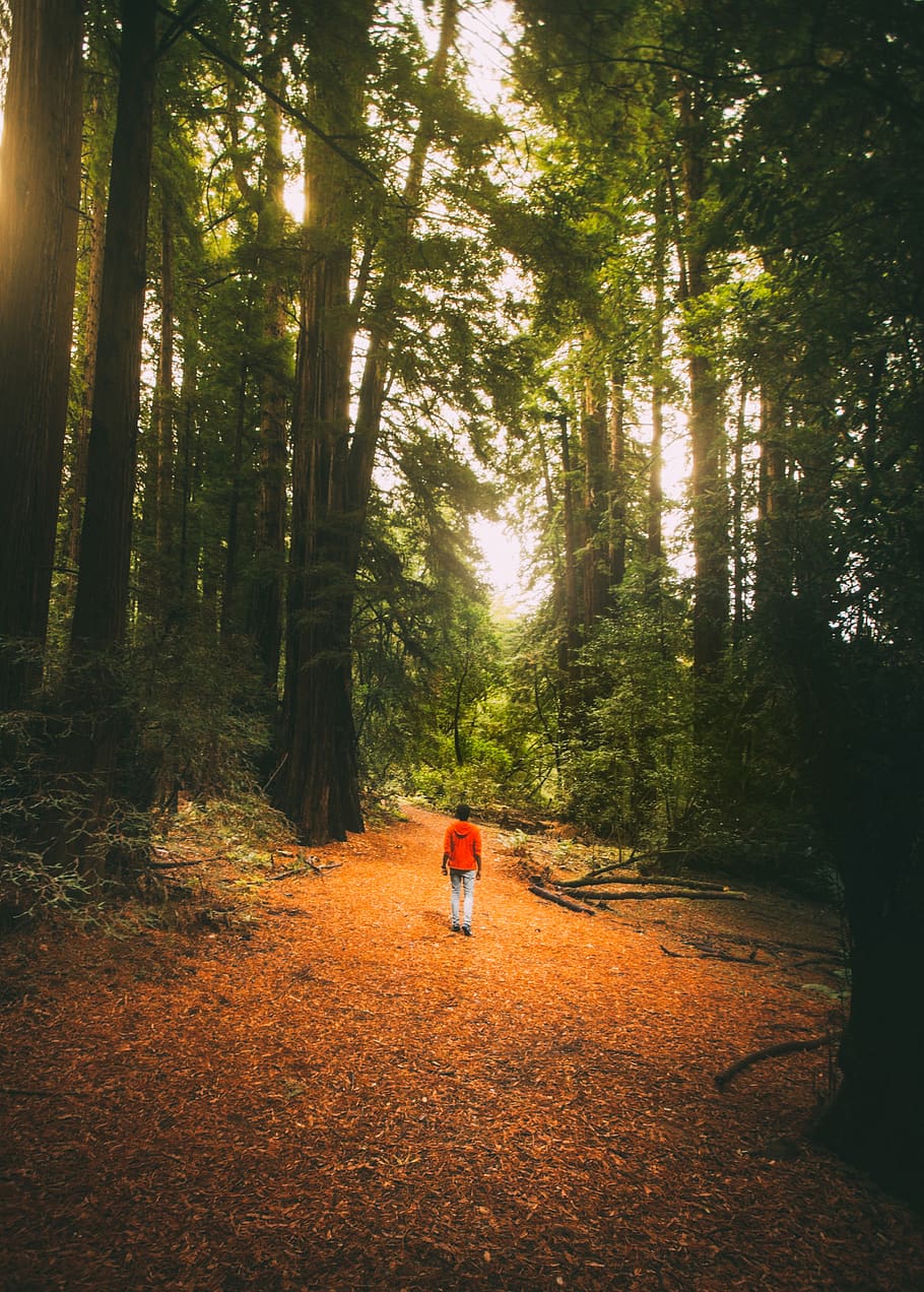 wide angle, dramatic, sun light, natural light, into the wood HD wallpaper