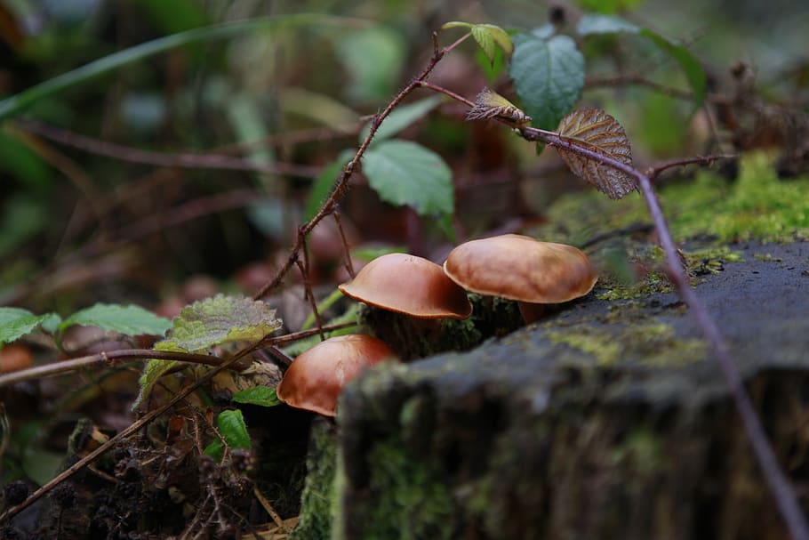 forest, wild, nature, woods, natural, trees, mushrooms, fungus HD wallpaper