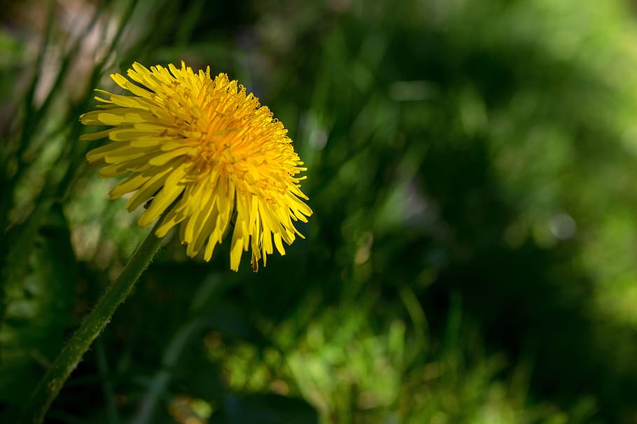 dandelion, blossom, bloom, yellow, pointed flower, structure HD wallpaper