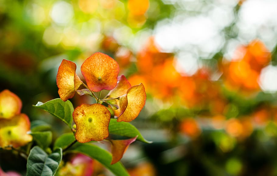 nature, tree, plant, bokeh, orange, spring, summer, garden HD wallpaper
