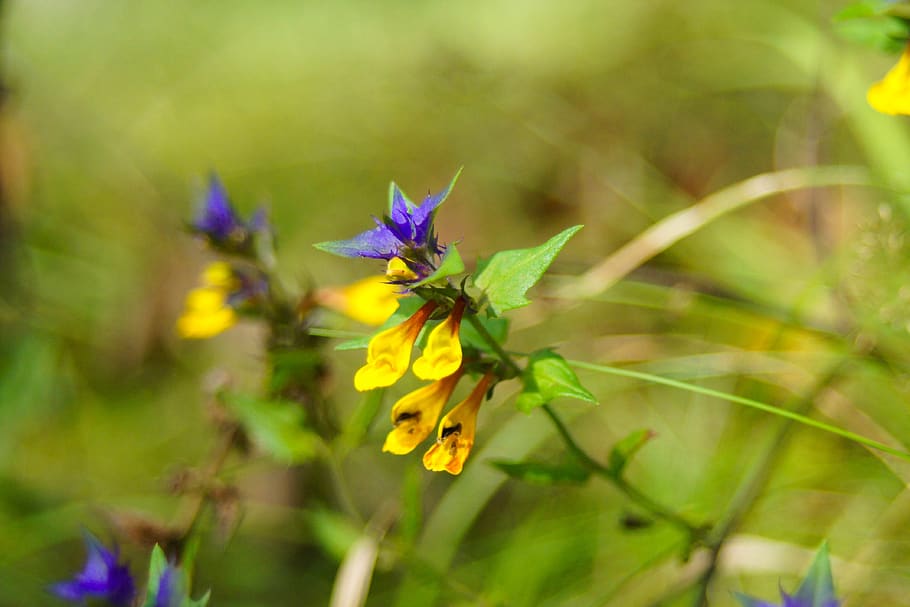 flowers, nature, flora, spring, macro, field, plants, petals HD wallpaper