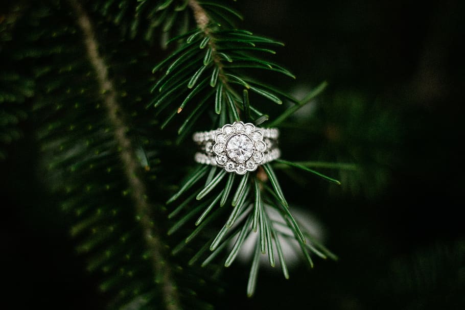 silver-colored ring, plant, tree, abies, fir, conifer, pine, spruce HD wallpaper