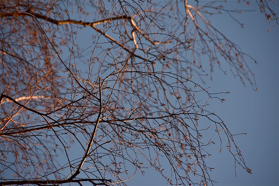 tree, branches, sky, light, plant, nature, low angle view, beauty in nature HD wallpaper