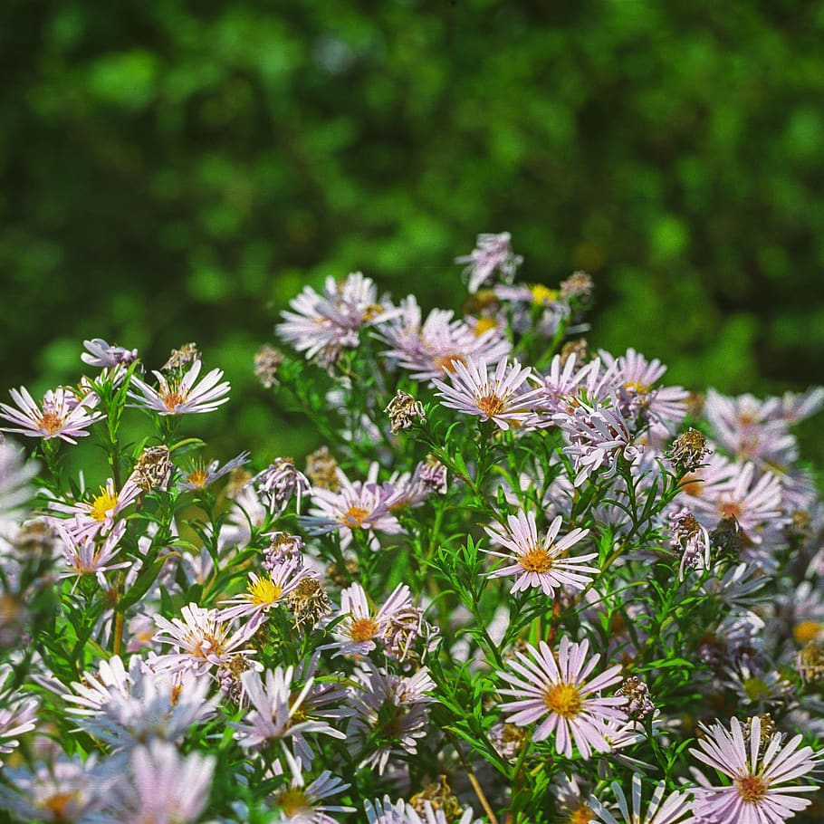 ukraine, dnipro, chamomile, fall, green, park, flowers, bouquet HD wallpaper