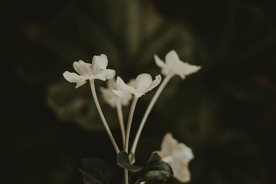 Close-up Photo Of White Petaled Flowers, bloom, blossom, flora HD wallpaper