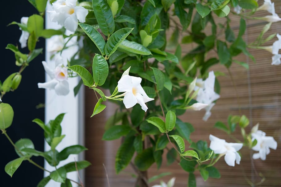 white, green, backyard, door, nature, floral, flower, plant HD wallpaper