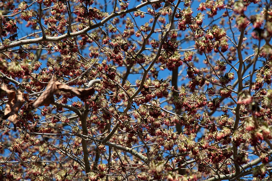 insects, bees, tree, blossom, spring, plant, growth, branch HD wallpaper