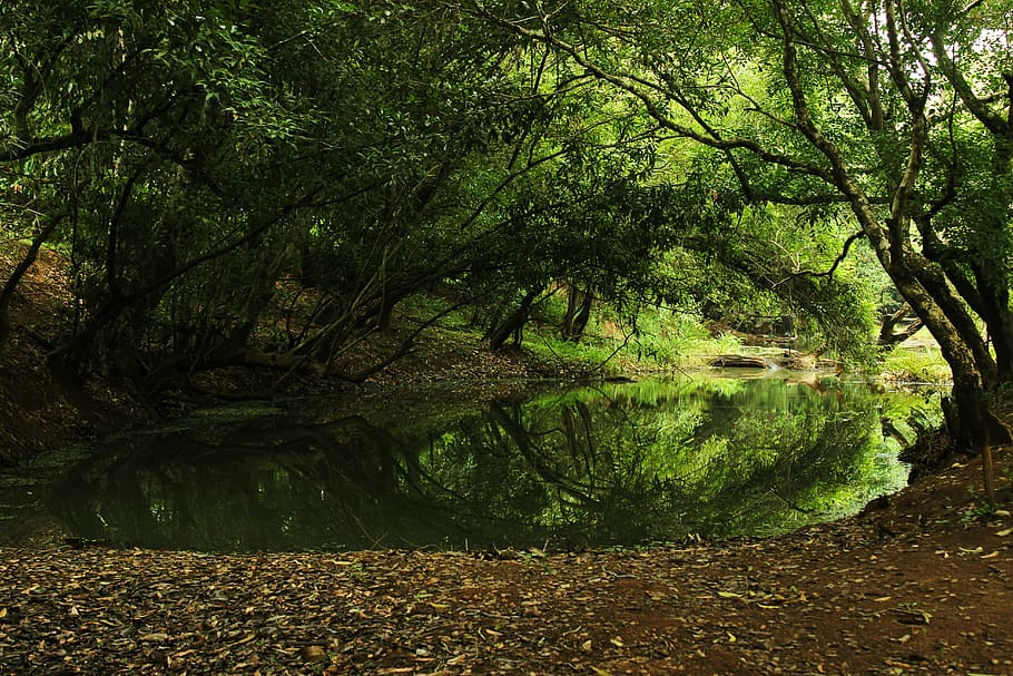 tree, plant, forest, tranquility, beauty in nature, land, water HD wallpaper