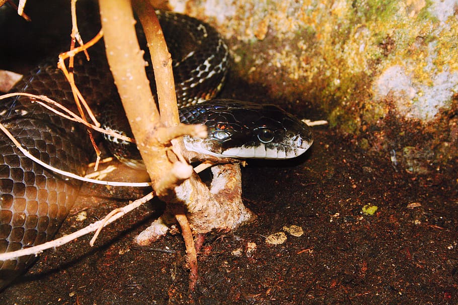 snake, animals, poison, nature, reptile, animal themes, animal wildlife HD wallpaper