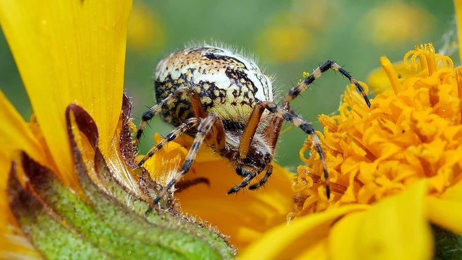 spider, insects, arachnid, pollen, yellow, invertebrate, animal themes, HD wallpaper