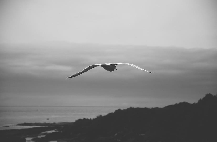 france, groix, animal themes, bird, animal wildlife, animals in the wild HD wallpaper