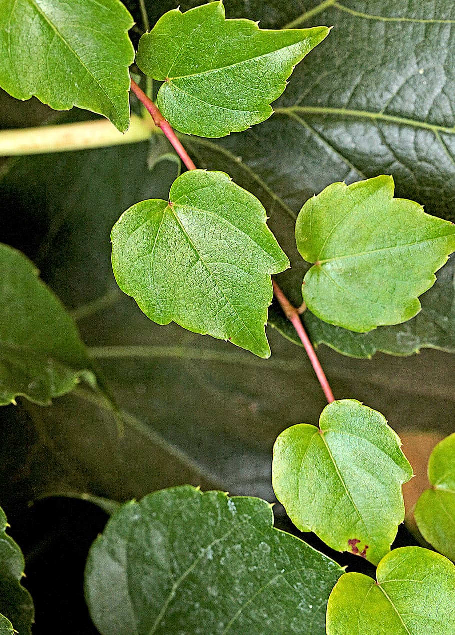 foliage, vines, young leaves, old sheet, dark green, light green HD wallpaper