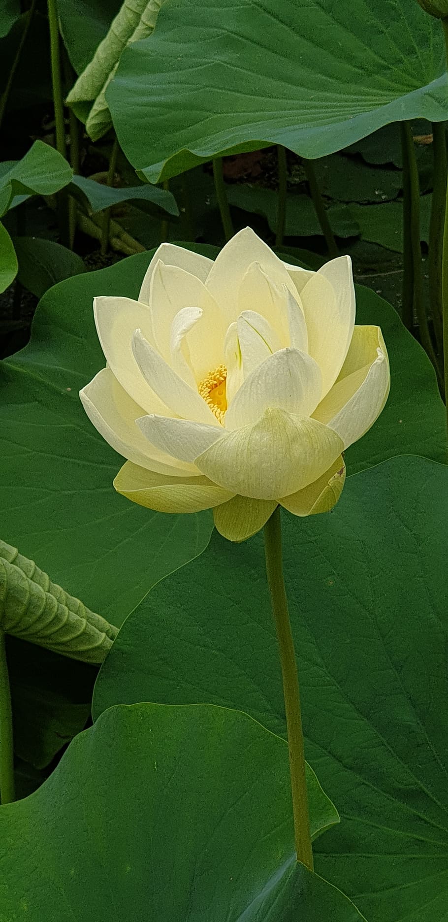 white, lotus, gardens, flower, flowering plant, beauty in nature HD wallpaper