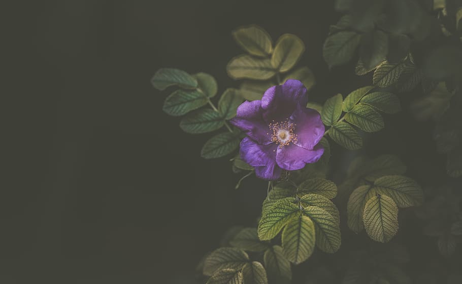 violet, flower, petal, bloom, nature, plant, garden, dark, flowering plant HD wallpaper
