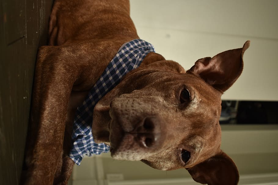 dog, mutt, pitbull, mammal, animal themes, one animal, brown HD wallpaper