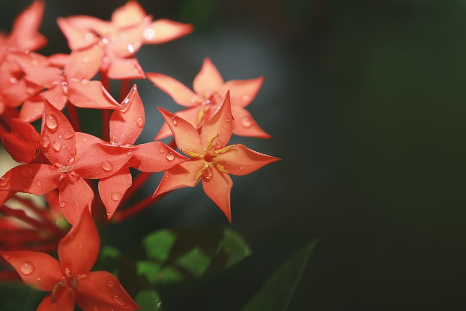 Macro Photography of Red Flowers, bloom, blooming, blossom, blur HD wallpaper