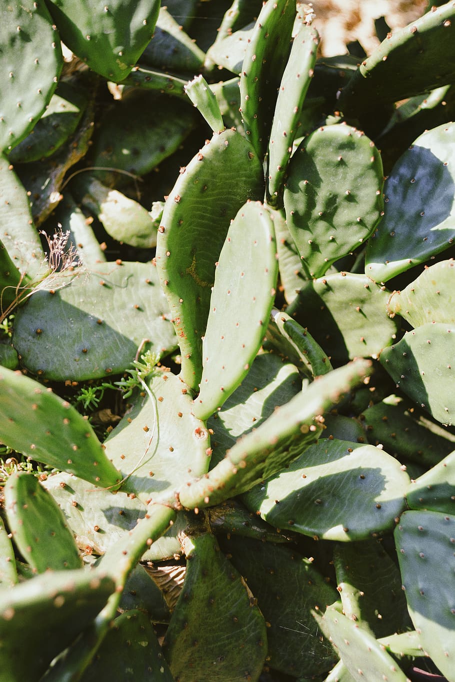 wallpaper, background, nature, vsco, flowers, botanical, botanical garden HD wallpaper