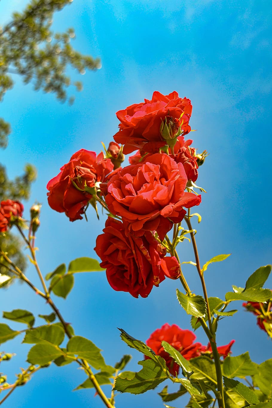 Beautiful rose garden HD wallpapers  Pxfuel