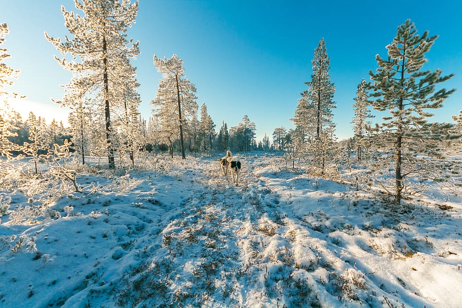 Animals Walking on Snow Covered Forest, cold, daylight, dogs HD wallpaper