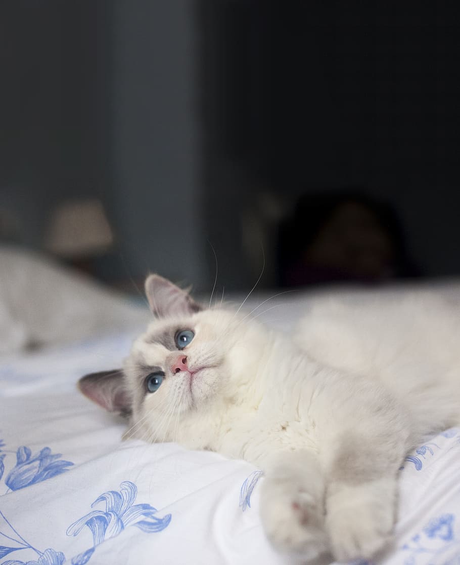 soft, cream, blue, ragdoll, kitten, cat, domestic cat, feline HD wallpaper